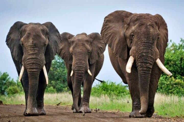 Garden Route Road Trip: 7-Day Cape Town to Durban Adventure photo 4