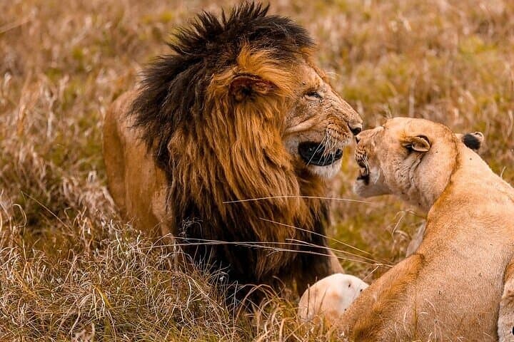4-Day Masai Mara and Lake Nakuru Group Safari: Big Five, Flamingos & Rift Valley Views