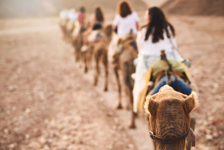 Camel Ride in Agadir: Eucalyptus Trails, Sand Dunes & Oued Souss Birdwatching photo 6