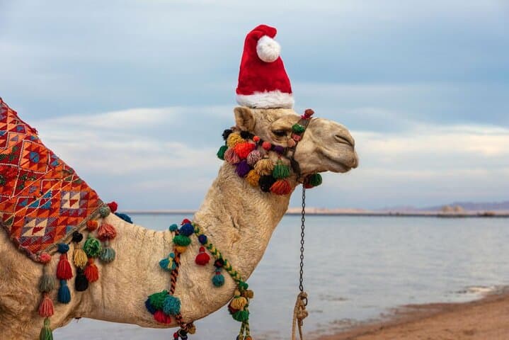 Camel Ride in Agadir: Eucalyptus Trails, Sand Dunes & Oued Souss Birdwatching photo 4