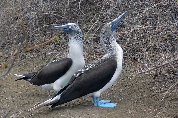 Full-Day Isla Salango Snorkel: Sea Turtles, Boobies & the Spondylus Route from Guayaquil