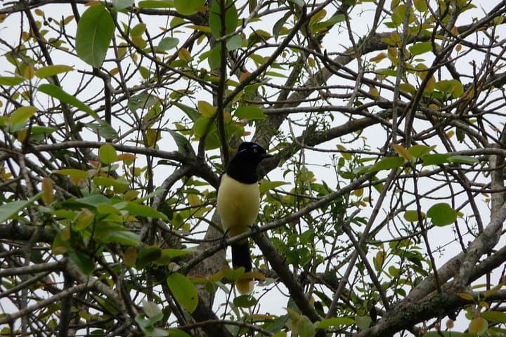 Morning Birdwatching at Iguazu: Expeditions in Iguaçu National Park photo 3