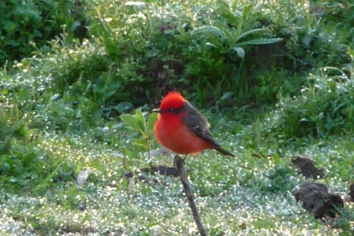 Morning Birdwatching at Iguazu: Expeditions in Iguaçu National Park photo 4