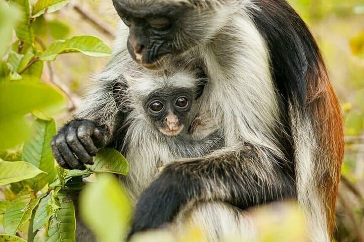 Zanzibar Day Loop: Dolphin Watching, Jozani Red Colobus & Salaam Cave Snorkel photo 5