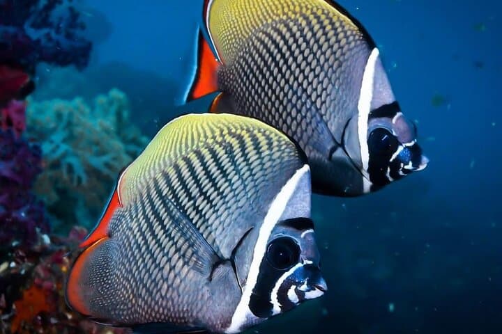 Mnemba Snorkeling to Kuza & Salaam Cave — Full-Day Zanzibar Coastal Adventure photo 6