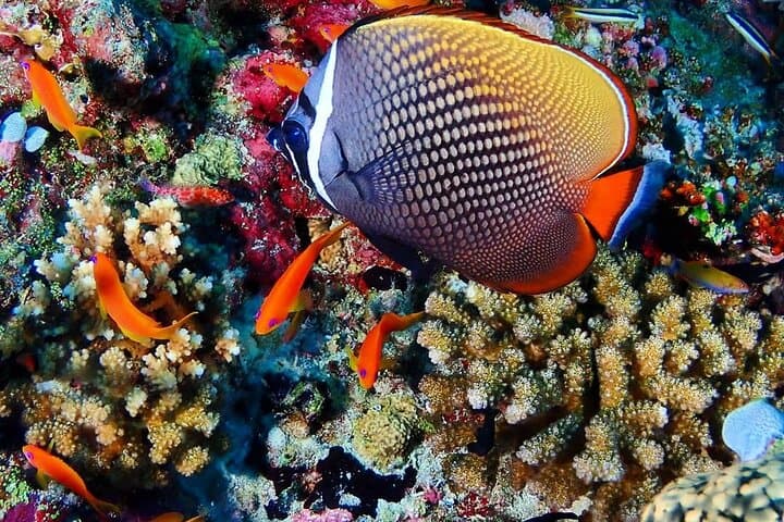 Mnemba Snorkeling to Kuza & Salaam Cave — Full-Day Zanzibar Coastal Adventure photo 4
