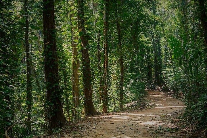 Kandy Day Tour from Colombo and Negombo: Temple, Gardens & Hilltop Views photo 6