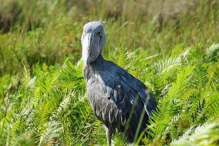 Mabamba Swamp Shoebill Safari: Half-Day Boat Trip from Entebbe photo 2