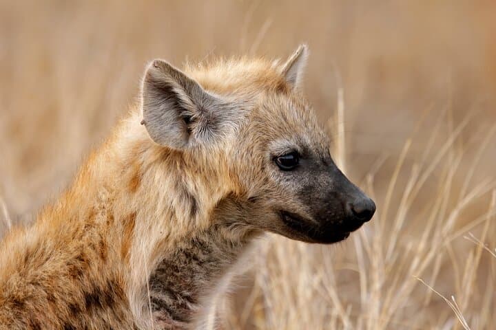 3-Day Serengeti & Ngorongoro Crater Camping Safari — Big Five Game Drives and Maasai Culture photo 5