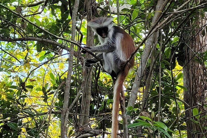 Zanzibar island: jozani forest, prison island, spice farms & dhow safari