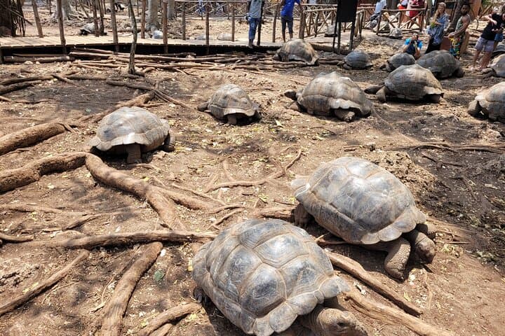 Zanzibar island: jozani forest, prison island, spice farms & dhow safari photo 6