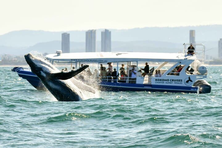 Gold Coast Whale Watching Cruise — 2.5hr Humpback Experience