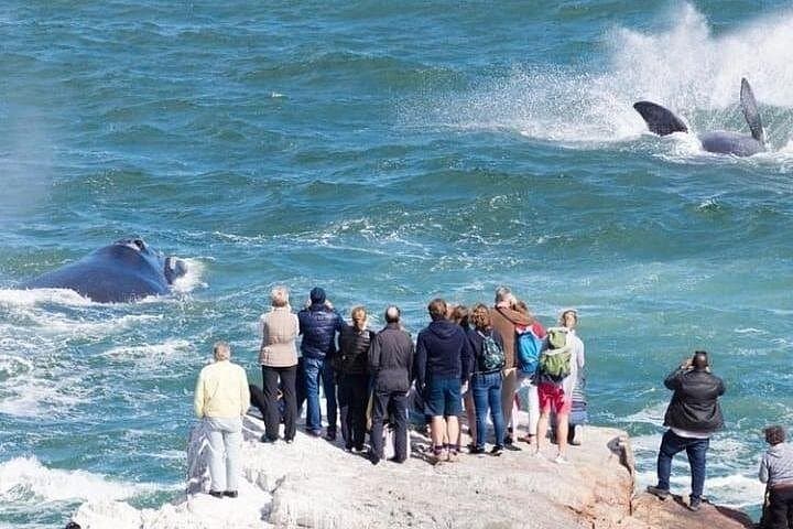 Whales and Wine in Hermanus: Coastal Whale-Watching and Hemel en Aarde Wine Day Trip photo 1