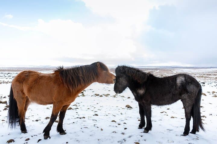 Private Golden Circle Tour with Farm Visits — Thingvellir, Geysir & Gullfoss photo 4