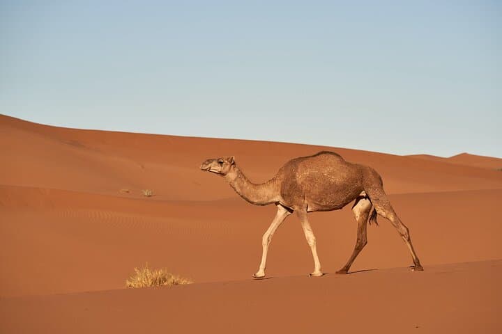 Marrakech to Erg Chegaga: 4-Day Desert Excursion & Camel Camp Experience photo 5