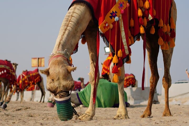 Doha Overnight Desert Safari: Sealine Camp & Khor Al Adaid Overnight Escape