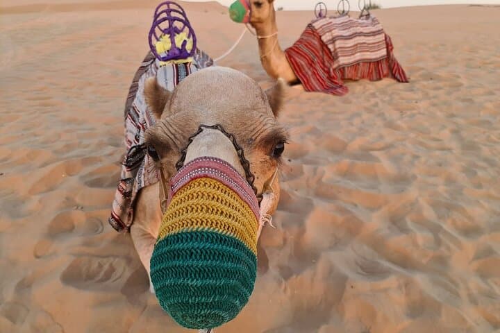 Dubai Desert ATV Adventure: 60-Minute Self-Drive Quad, Camel Ride & Sand Surfing photo 3