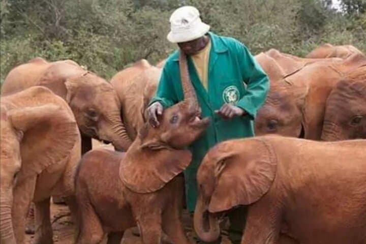 Nairobi Giraffe Centre, David Sheldrick & Karen Blixen Private Day Tour