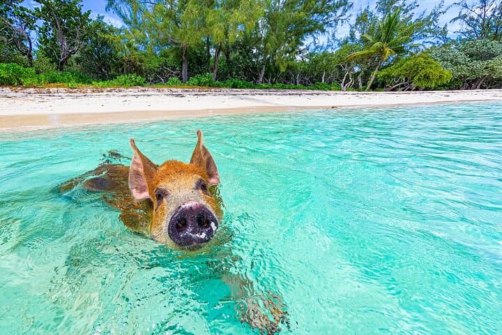 Swimming Pigs and Pearl Island Beach Escape from Nassau photo 2