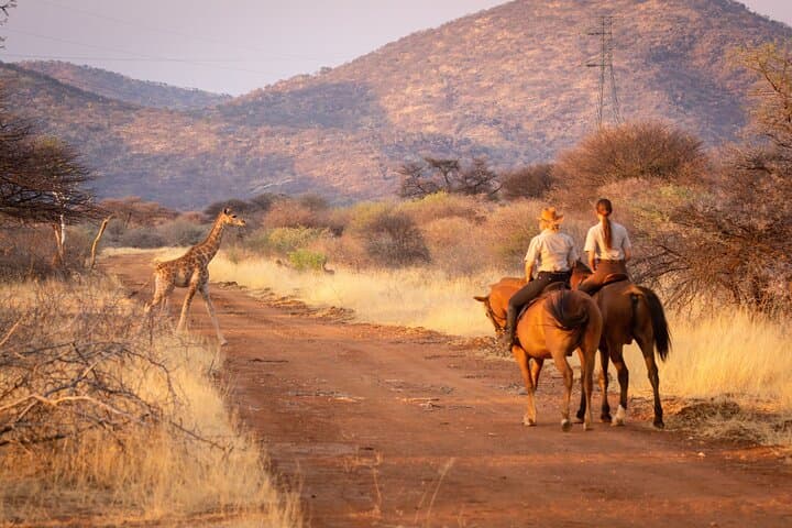 Horseback Safari and Wine Tasting from Cape Town: Aquila Game Reserve & Fairview Pairing photo 1