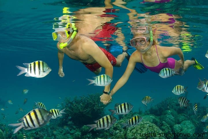 Nassau Shore Snorkel Adventure: Bahamas Marine Life & Shark Encounter photo 4