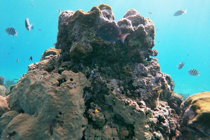 Sosua Catamaran Party Cruise: Snorkeling, BBQ & Open‑Bar Adventure photo 5