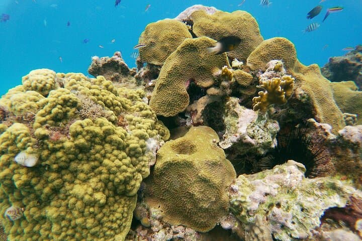Sosua Catamaran Party Cruise: Snorkeling, BBQ & Open‑Bar Adventure photo 6