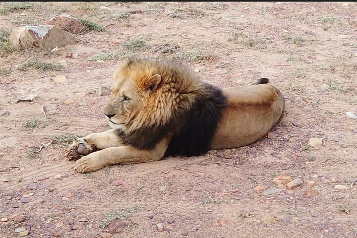 Aquila Safari from Cape Town: Half-Day Big Five Wildlife Experience