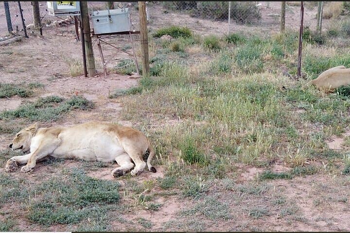 Aquila Safari from Cape Town: Half-Day Big Five Wildlife Experience photo 6