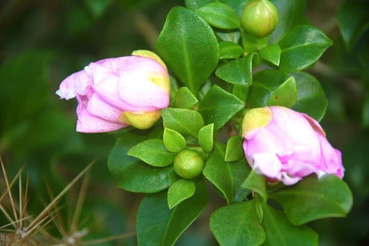 Punta Cana Eco Jungle Tour: Bayahibe Caves, River Boat & Farm Visit photo 3