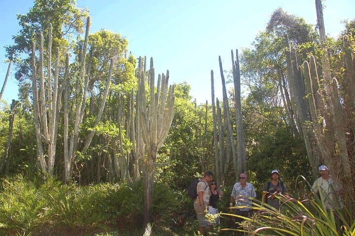 Punta Cana Eco Jungle Tour: Bayahibe Caves, River Boat & Farm Visit photo 4