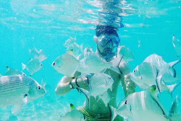 Paddle with Dolphins: 2-Hour Broadwater Kayak & Snorkel Adventure photo 2