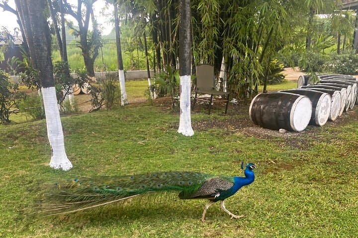 Black River Safari and Appleton Estate Rum Tour — Jamaica Full-Day Nature & Rum Excursion photo 5