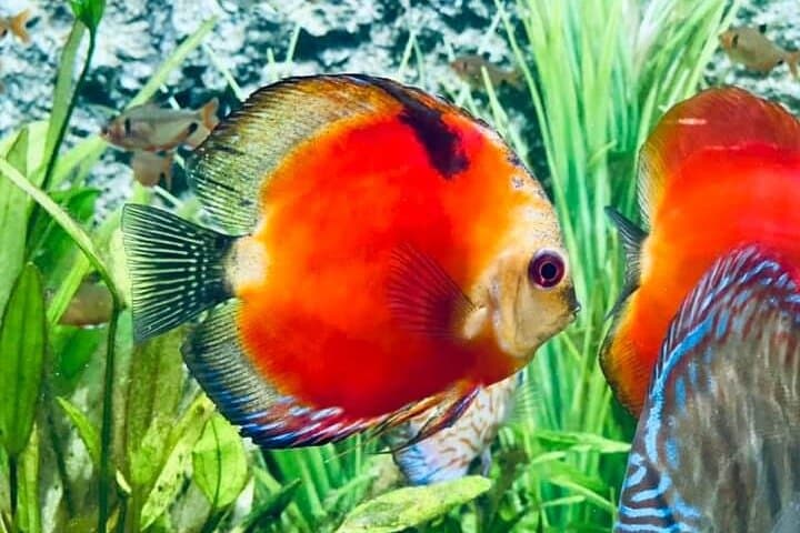 Angkor Wildlife & Aquarium Half-Day Tour — Siem Reap's Living Menagerie