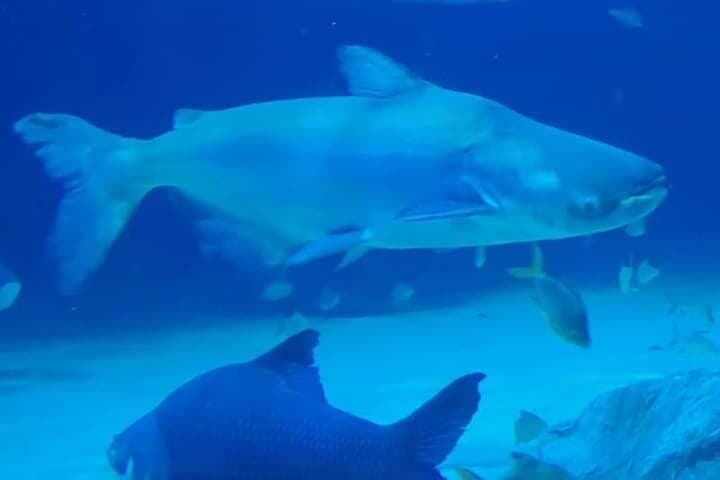 Angkor Wildlife & Aquarium Half-Day Tour — Siem Reap's Living Menagerie photo 2