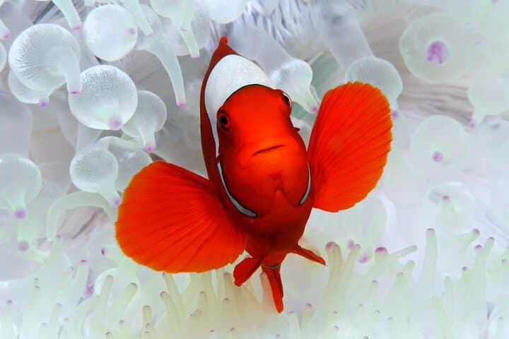 Premium Guided Dive Trip to the Outer Great Barrier Reef from Port Douglas photo 2