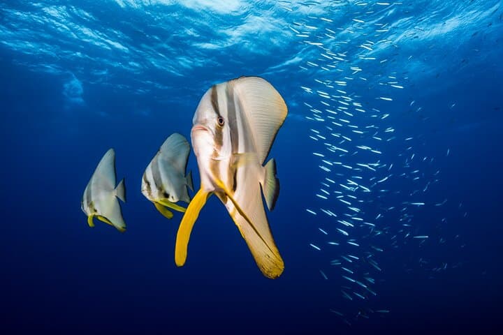 Premium Guided Dive Trip to the Outer Great Barrier Reef from Port Douglas photo 3