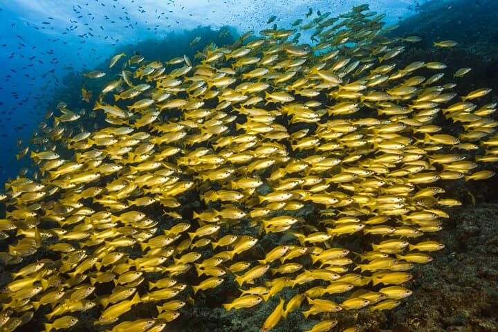 Premium Guided Dive Trip to the Outer Great Barrier Reef from Port Douglas photo 4