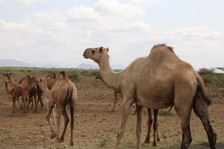 Marrakech to Erg Chegaga: 4-Day Desert Excursion & Camel Camp Experience photo 4