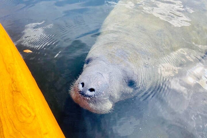 Sarasota Dolphin & Manatee Kayak Tour with Olde Florida History