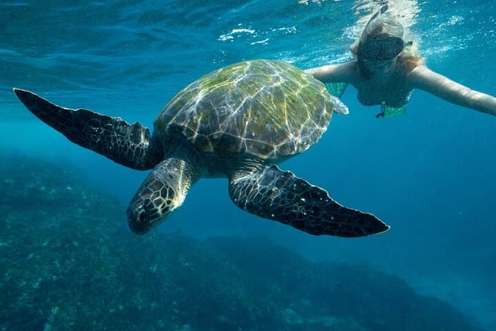 Julian Rocks Snorkel Tour Byron Bay — Guided Marine Biologist Experience photo 3