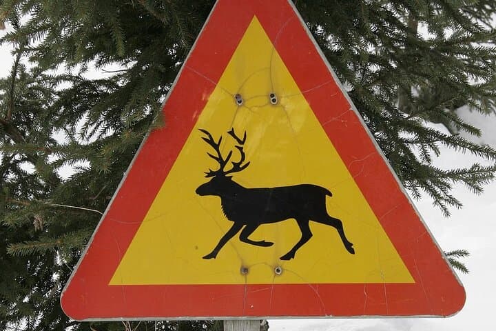 Forest Trail Reindeer Safari — Reindeer Sleigh Ride in Rovaniemi photo 4