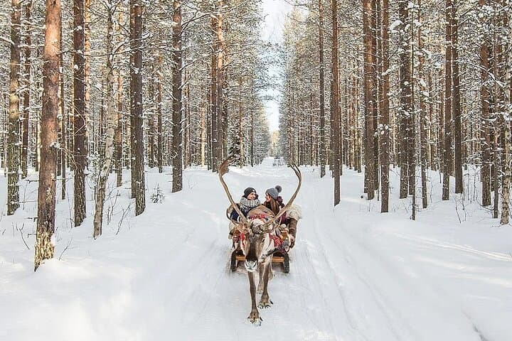 Forest Trail Reindeer Safari — Reindeer Sleigh Ride in Rovaniemi photo 5