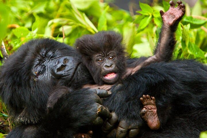 4-Day Gorilla Trekking and Golden Monkeys in Bwindi & Mgahinga National Parks