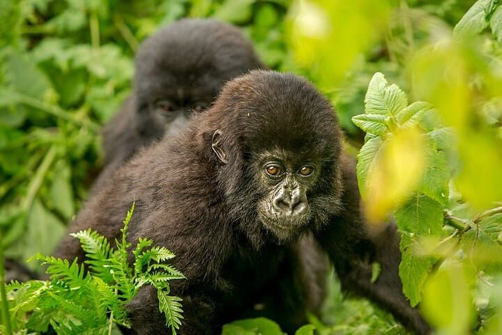 4-Day Gorilla Trekking and Golden Monkeys in Bwindi & Mgahinga National Parks photo 6