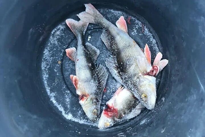 Arctic Circle Family Day: Husky Sled, Snowmobiling & Ice Fishing from Rovaniemi photo 4