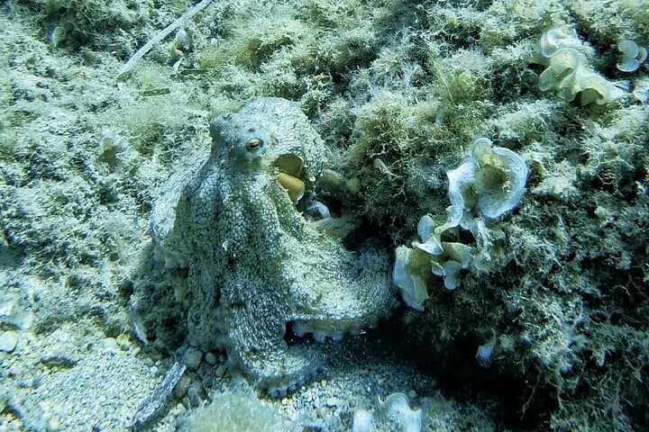 Mallorca Private Shore Scuba Dive with GoPro — Palma Bay Intro Dive photo 6