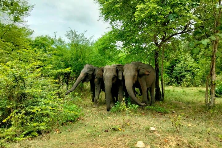 Udawalawe National Park Private Safari: Elephant Encounters & Guided Game Drive photo 2