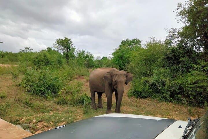 Udawalawe National Park Private Safari: Elephant Encounters & Guided Game Drive photo 4