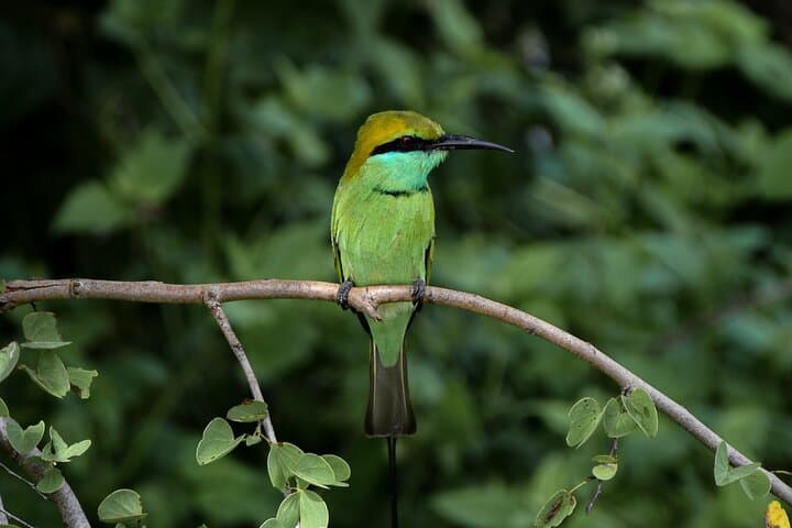 Udawalawe National Park Private Safari: Elephant Encounters & Guided Game Drive photo 5